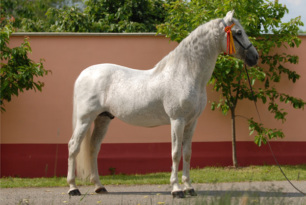 Pura Raza Espaňola (PRE) FUSILERO III