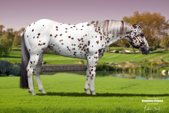 Appaloosa RUSTY LIL DRY DOC