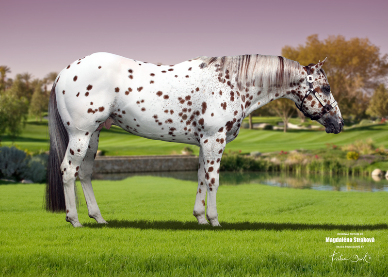 Appaloosa RUSTY LIL DRY DOC