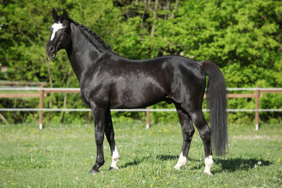 KWPN (Holandský teplokrevník) 1346 ESPRIT ROYAL