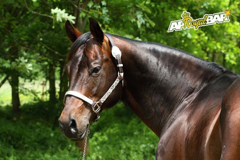 QUARTER HORSE AP ROYAL BAR