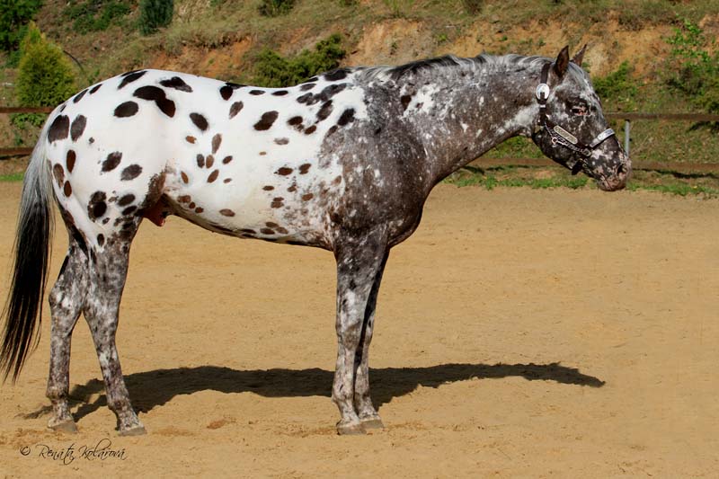 Appaloosa IMA LEGAL IMPACK