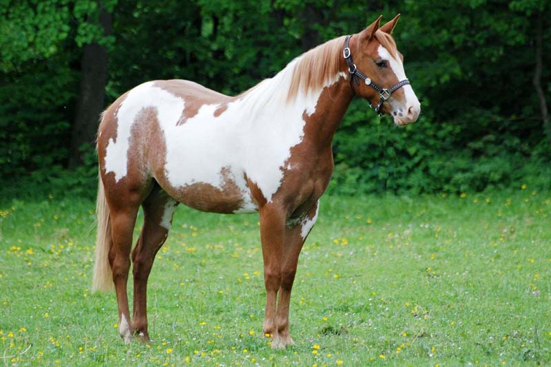 PAINT HORSE MEDDY SHINING BAR