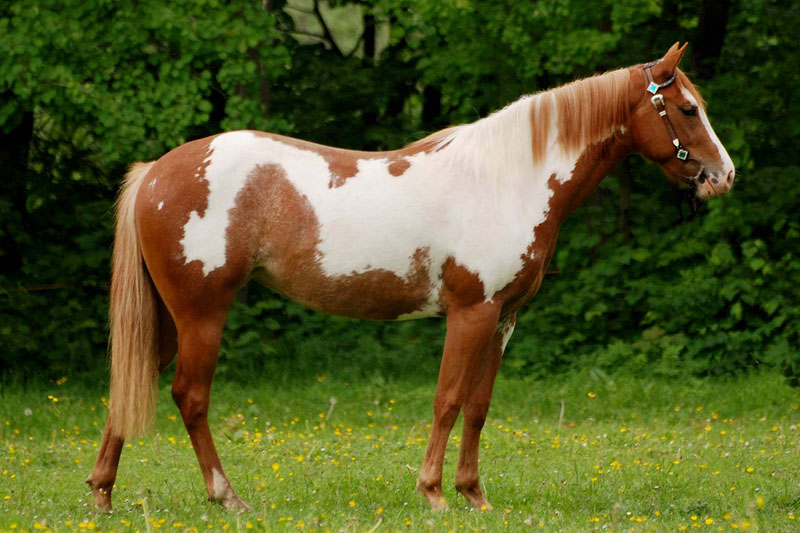 PAINT HORSE MEDDY SHINING BAR